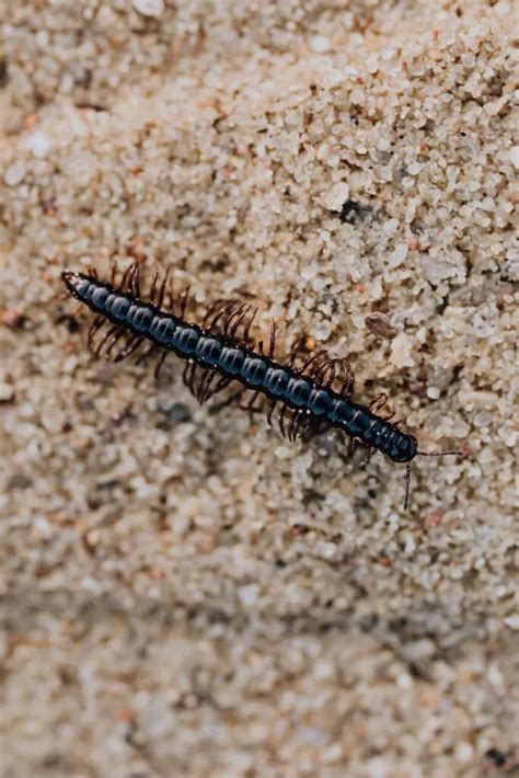 black centipede in dream meaning